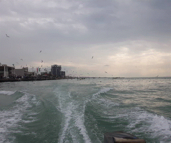 پرواز شالوها در بوشهر